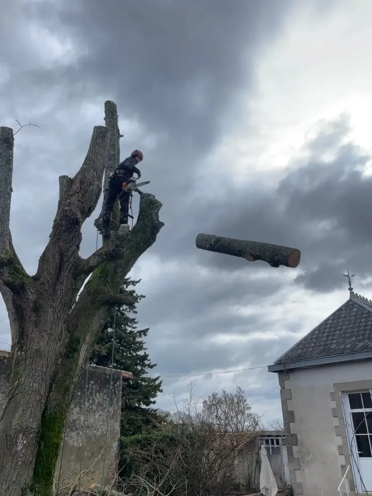 Élagage à Bressuire
